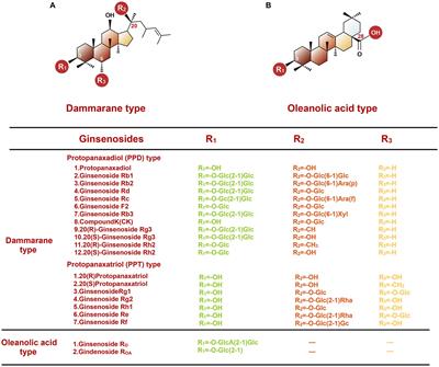 The interaction between ginseng and gut microbiota